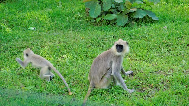 Female Gray langurs also called Hanuman monkeys or Semnopithecus with their playful baby