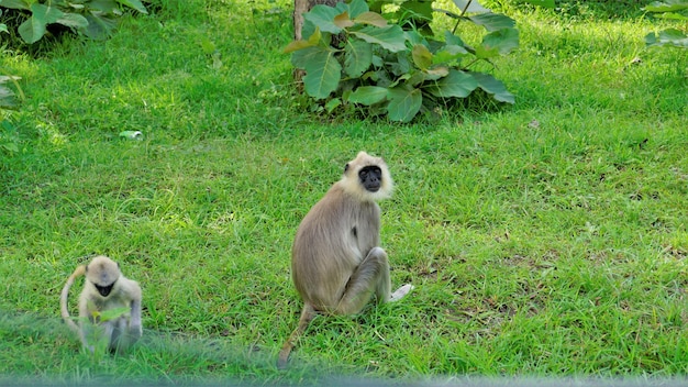 Female Gray langurs also called Hanuman monkeys or Semnopithecus with their playful baby