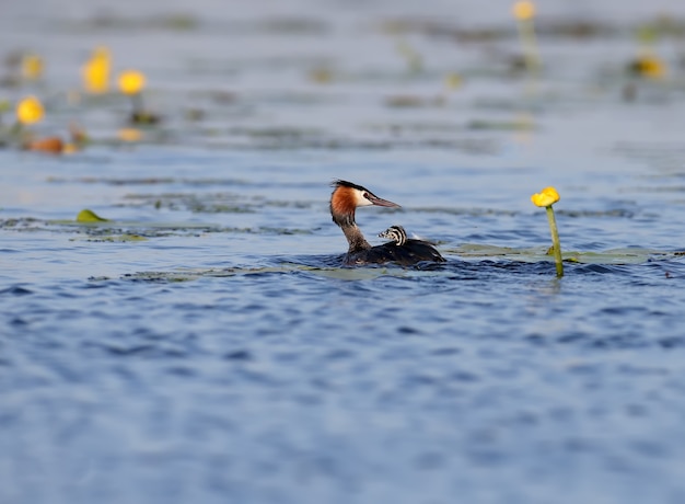 雌のオオカイツブリが湖に浮かび、そのひよこの1羽が背中にいます