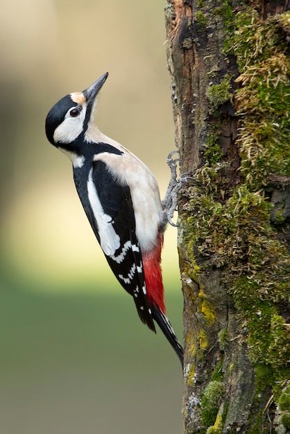 Female Great spotted woodpecker in the last evening lights in a pine and oak forest