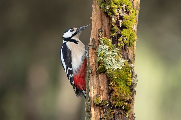 Female Great spotted woodpecker in the last evening lights in a pine and oak forest