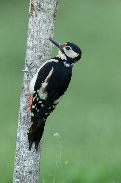 Female Great spotted woodpecker in an oak forest with the last lights of the day