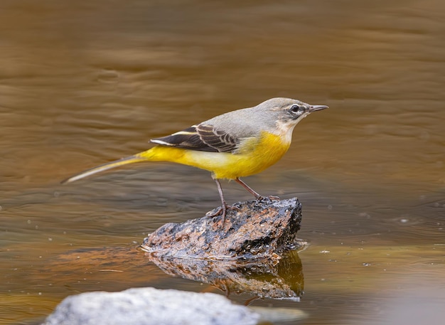 самка серого хвоста Motacilla cinerea canariensis на скале в озере на Тенерифе