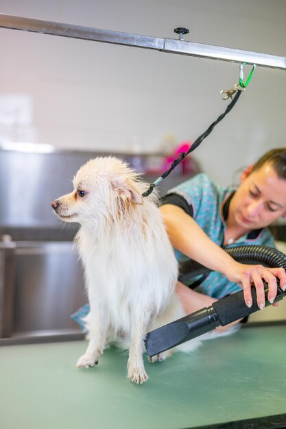 Female groomer blow-drying white pomeranian at a dog grooming salon