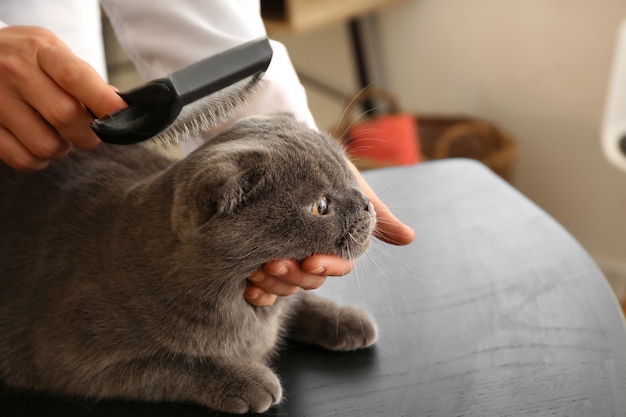 サロンで猫をブラッシングする女性のグルーマー