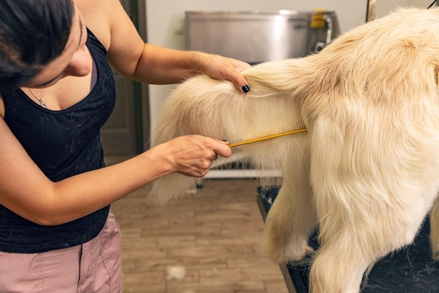 Female groomer brushing golden retriever