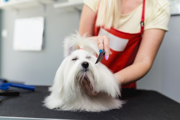 グルーミングサロンでマルタの犬をブラッシングする女性グルーマー。