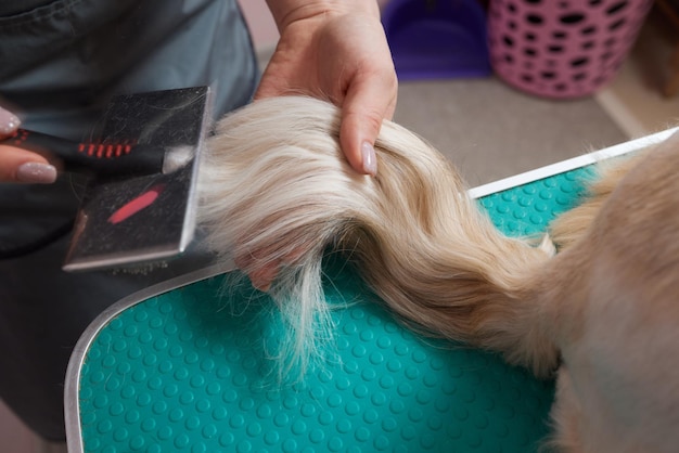 Female groomer brushing Shih Tzu at grooming salon.