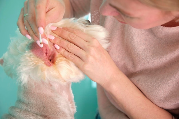 A female groomer cleans the ears of a West Highland White Terrier with a cotton swab.