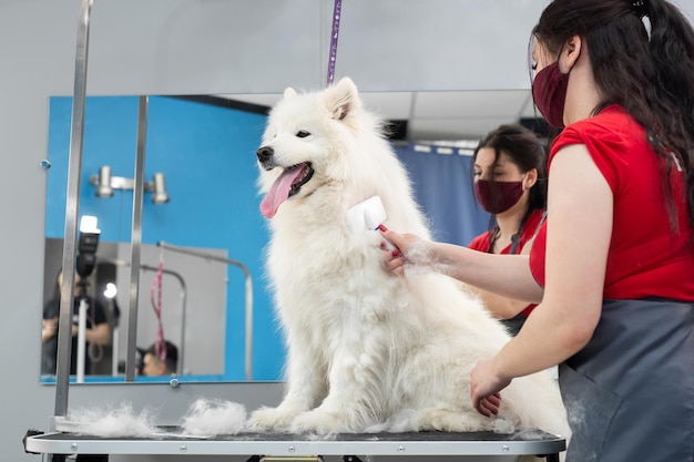 サモエド犬を櫛で梳く女性グルーマー。グルーミングサロンの大きな犬。