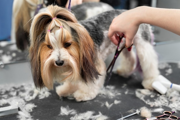 A female groomer cuts the wool of a Yorkshire terrier with scissors Beautiful haircut