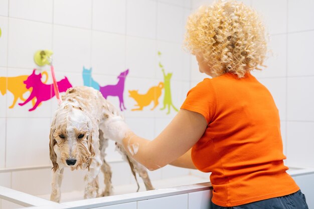 Female groomer gently washing foot of Labradoodle dog with shampoo in bathroom at grooming salon Happy woman owner carefully washes pet at home