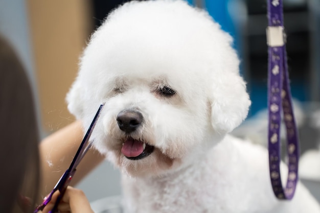 犬のビューティーサロンでグルーミングするためのテーブルの上の女性グルーマーヘアカットビションフリーゼ