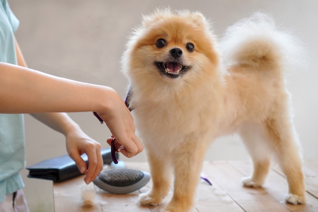 여성 groomer 머리 야외 테이블에 포메라니안 강아지입니다. 가위로 강아지의 머리카락을 마지막으로 깎는 과정. 개 살롱.