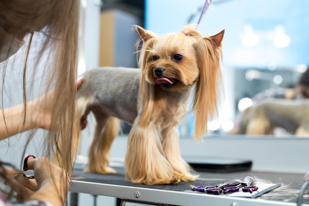 犬のビューティーサロンでグルーミングのためのテーブルの上の女性グルーマーヘアカットヨークシャーテリア