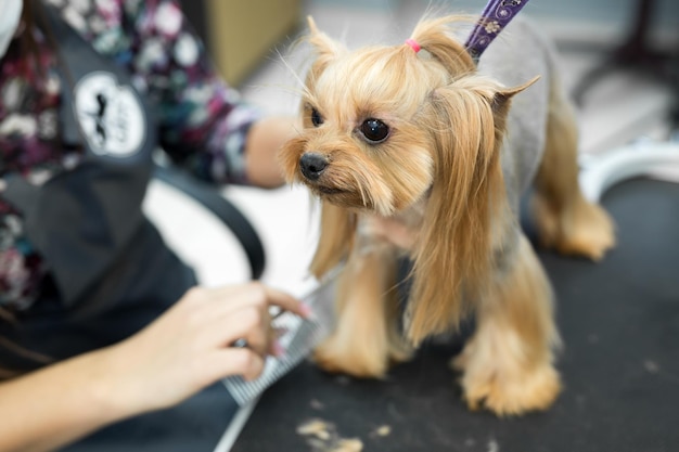 犬のビューティーサロンでグルーミングのためのテーブルの上の女性グルーマーヘアカットヨークシャーテリア