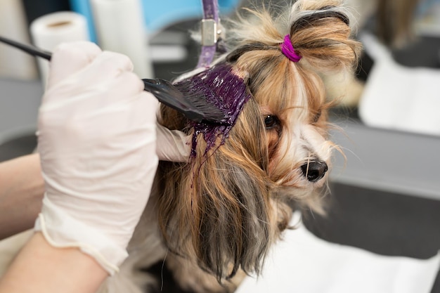 Photo a female groomer paints the wool of a yorkshire terrier in a barber shop