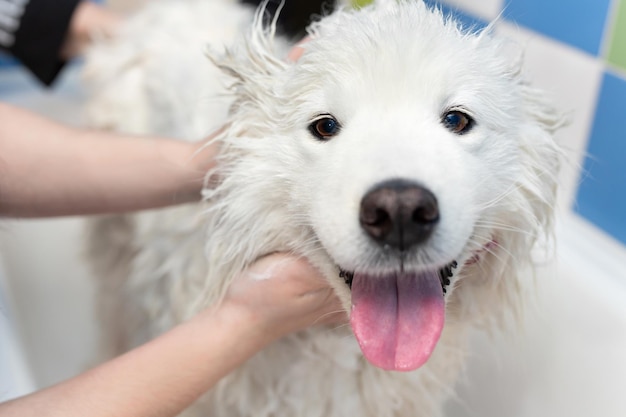 A female groomer washes a Samoyed dog in the bathroom. A big dog in a barber shop.