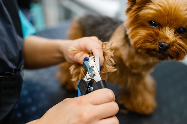 Female groomer with clippers cuts the claws of cute dog, grooming salon. 