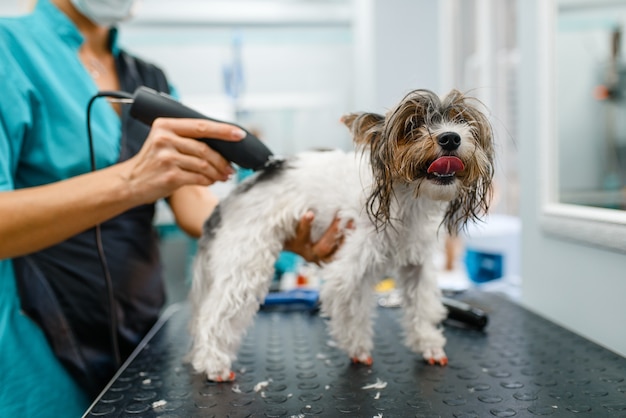 Female groomer with hair clipper grooming little dog in salon.