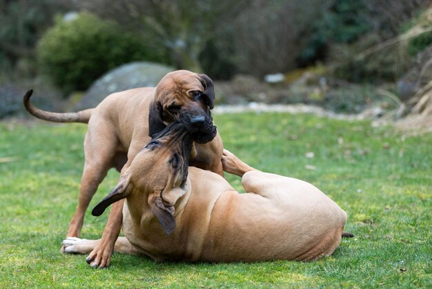 Photo female of guardian dog fila brasileiro brazilian mastiff