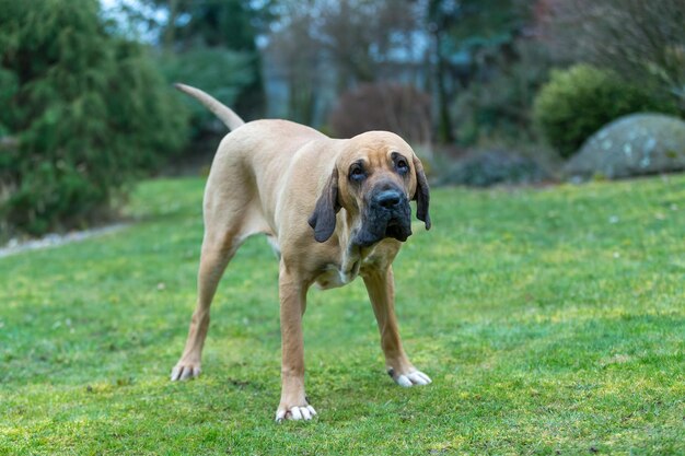 Photo female of guardian dog fila brasileiro brazilian mastiff