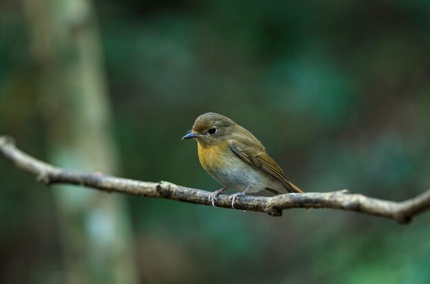 여성 하이난 블루 flycatcher (Cyornis hainanus)