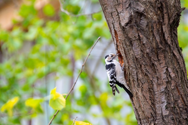 Female Hairy Woodpecker and female Downy Woodpecker