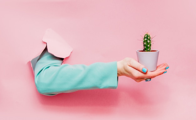 Female hand in classic blue jacket with cactus in pot 