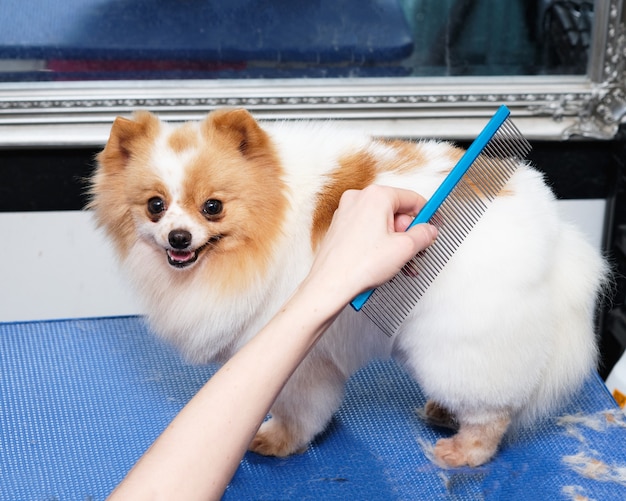 Female hand combs pomeranian on grooming table.