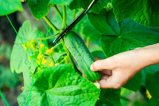 Female hand cutting cucumber in garden