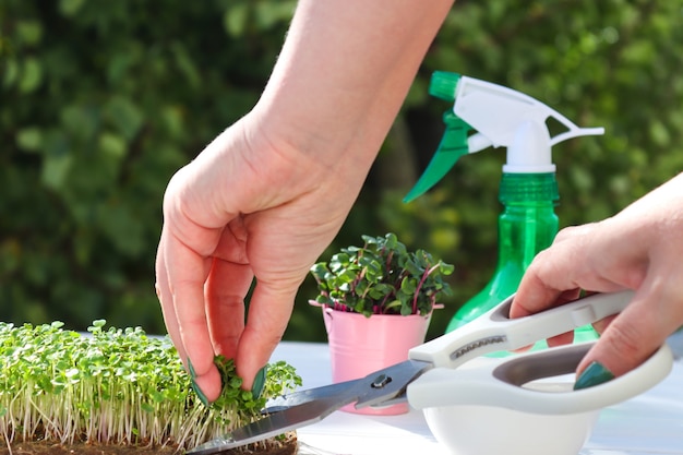 Female hand cutting mustard microgreens with scissors Gardening microgreens at home