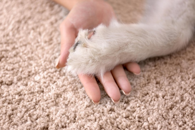 Женская рука и собачья лапа на ковре