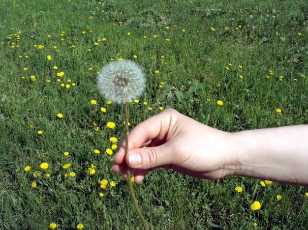 Photo female hand give fluffy dandelion flower close up against the field with yellow dandelions