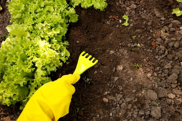 A female hand in a glove weeds a growing lettuce in the garden