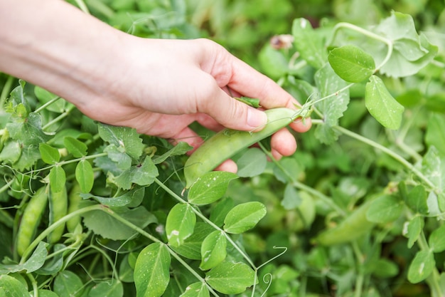 Female hand harvesting green fresh ripe organic peas on branch in garden