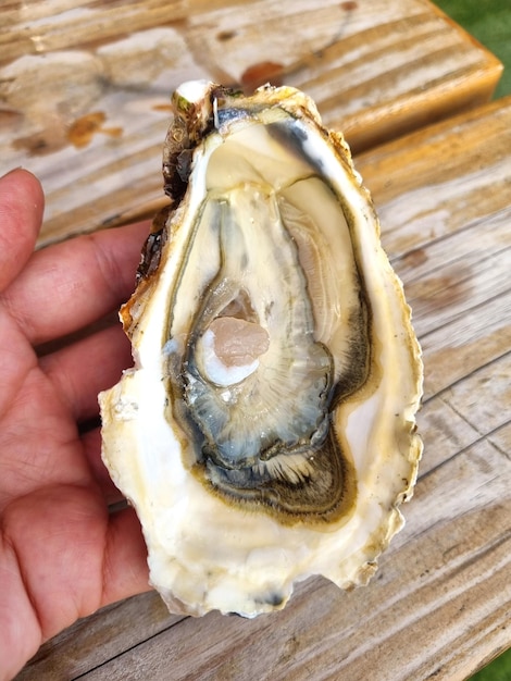 Female hand hold big opened oyster closeup on light wooden table background