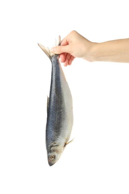 Female hand hold herring fish, isolated on white background