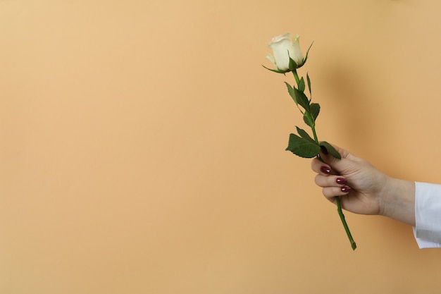 Female hand hold rose on beige