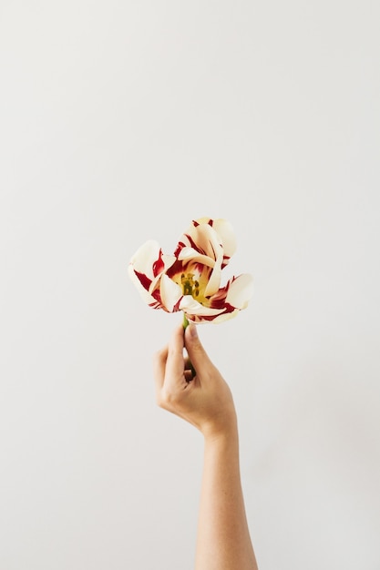 Female hand hold tulip flower on white