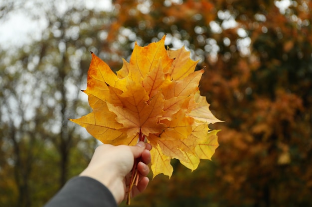 Female hand hold yellow leaves on autumn park