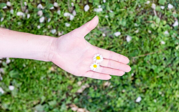 A female hand holding 2 daisies among fingers