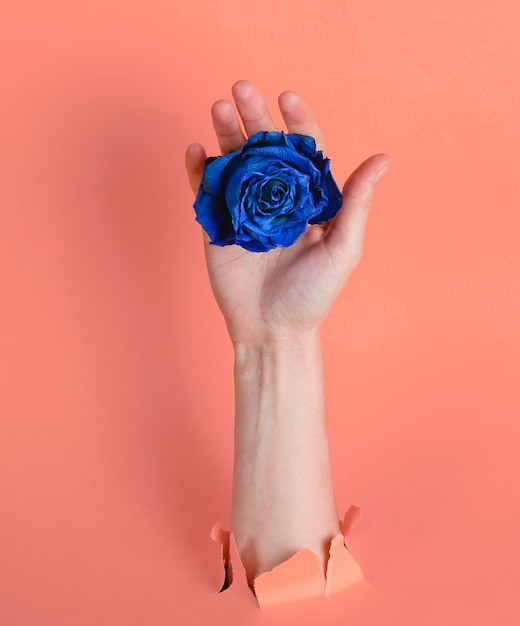Female hand holding blue dry rose bud through torn pink paper background. Minimalistic concept