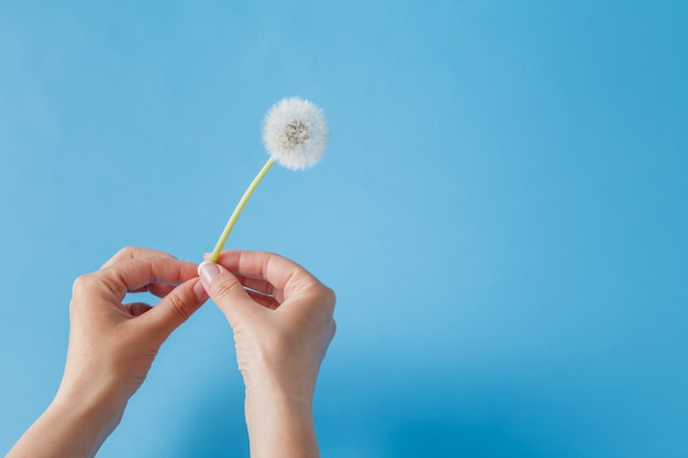 Female hand holding dandelion