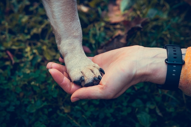 Female hand holding dogs paw close up french bulldog puppy and\
owner