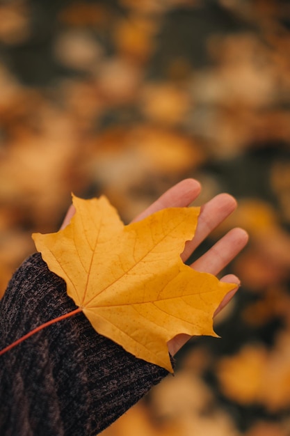 Female hand holding a fallen bright yellow maple leave Autumnal vertical background Autumn details