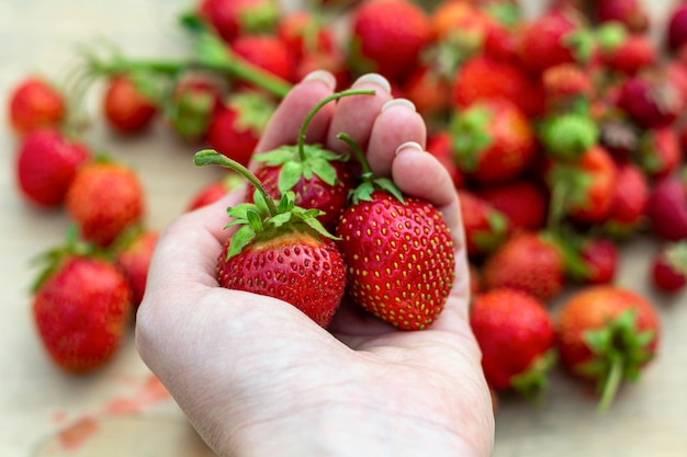 Female hand holding Freshly picked juicy strawberries on wooden background. Natural organic food production. Heap of summer red berries. Homegrown, gardening and agriculture consept. Healthy eating