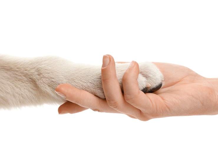 Photo female hand holding puppy's paw isolated on white