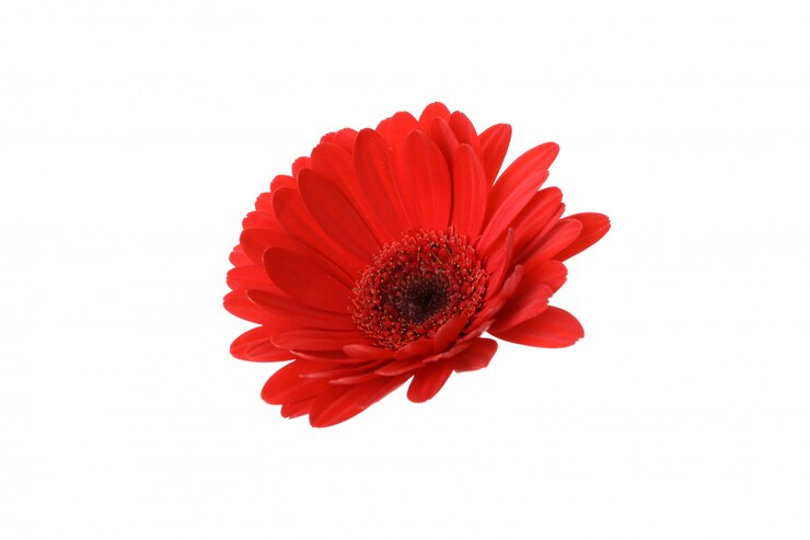 Photo female hand holding red gerdera, isolated on white surface