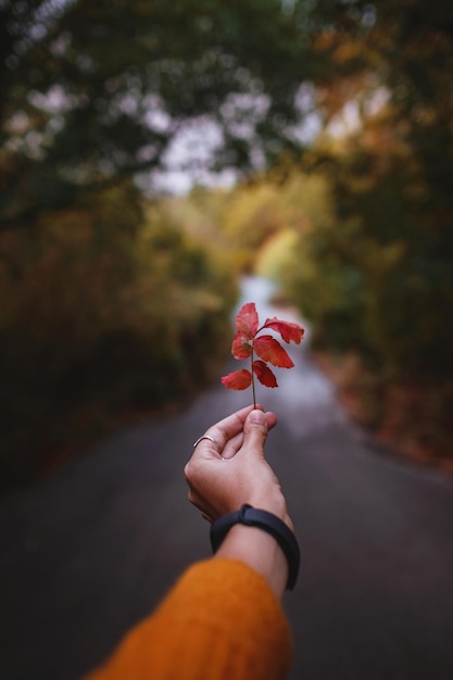 Female Hand holding a red leaf in the middle of a road